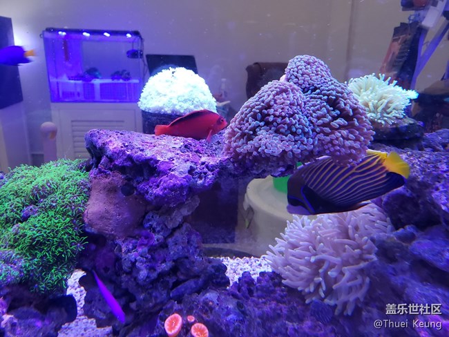海水缸