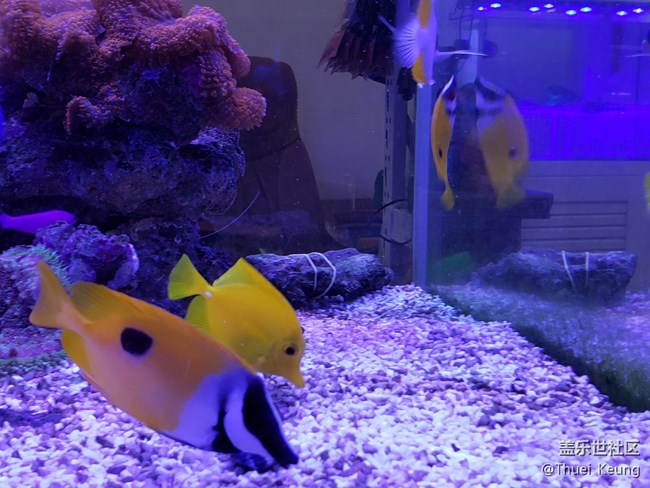 海水缸