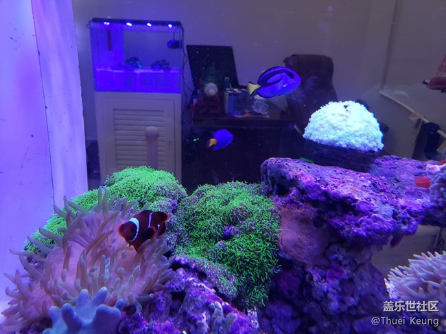 海水缸