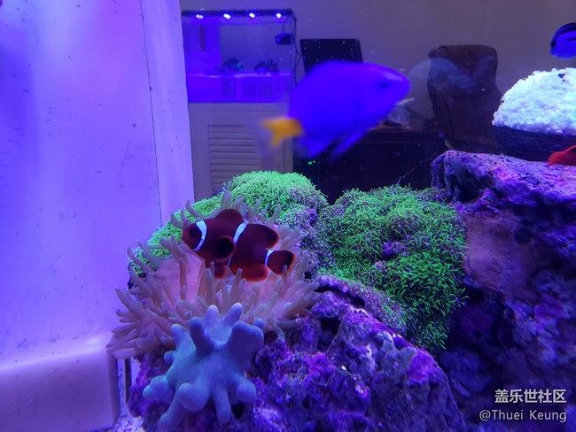 海水缸