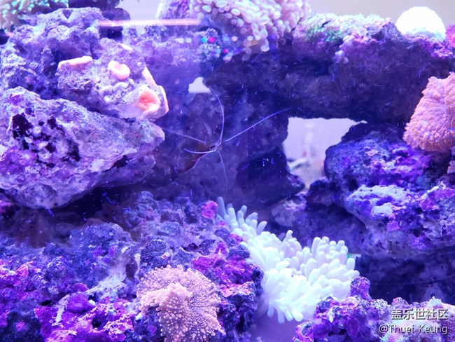 海水缸