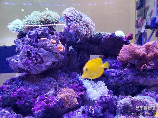 海水缸