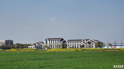 油菜花