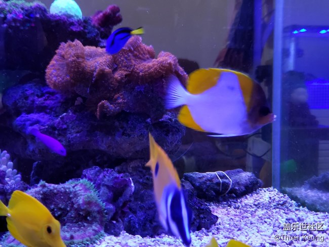 海水缸
