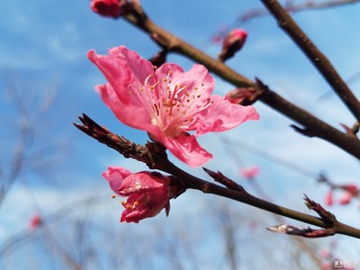 【赏春】+春花