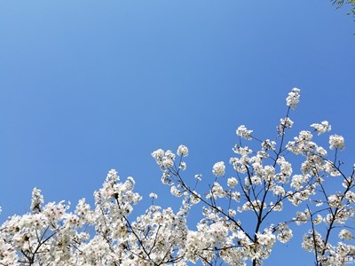 【赏春】+出门赏春