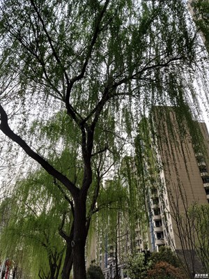 【赏春】+ 万条垂下绿丝绦