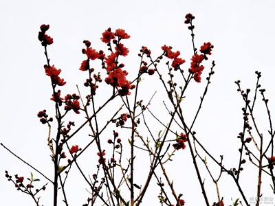 【春花烂漫】+万紫千红才是春