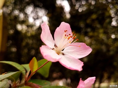 【春花烂漫】+垂丝海棠