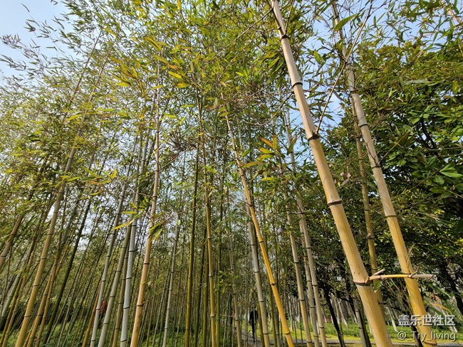 S20+ 5G体验——臻于至善的新旗舰