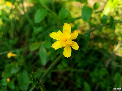 【春花烂漫】+迎春花