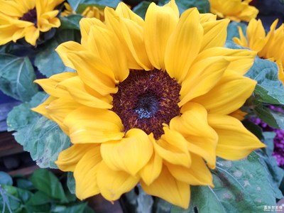 【春花烂漫】+葵花