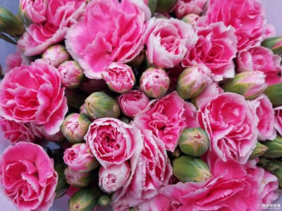 【春花烂漫】+花店随拍