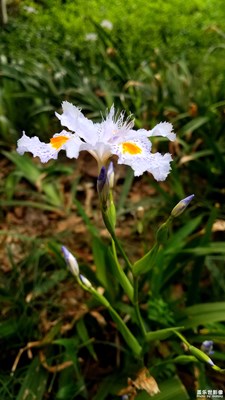 【春花烂漫】+鸢尾