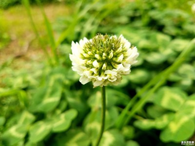 【春花烂漫】+河边的车轴草
