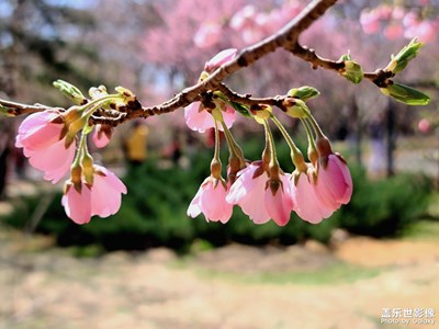 【春花烂漫】+樱花初开