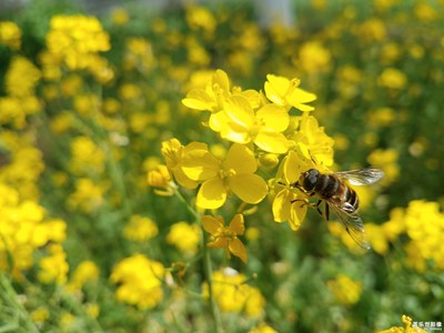 【春花烂漫】+金黄油菜花