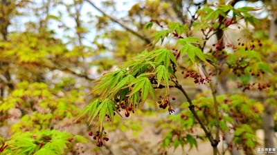 【春花烂漫】春的唤醒