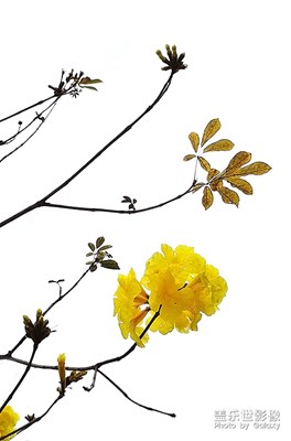 [春花烂漫]——黄花风玲
