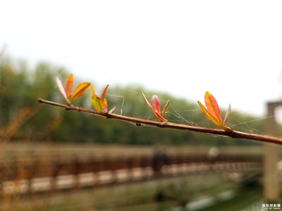 芽