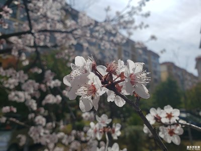 【春花烂漫】+李花