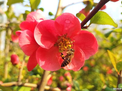 【春花烂漫】+火红的木瓜花