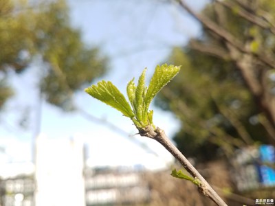 【春花烂漫】+春芽