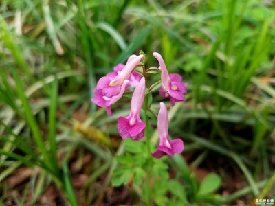 【春花烂漫】+小野花
