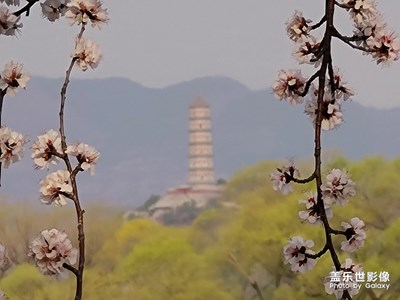 静候花开