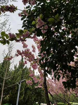 【春花烂漫】+落英缤纷