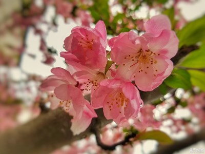 【春花烂漫】+初春赏花