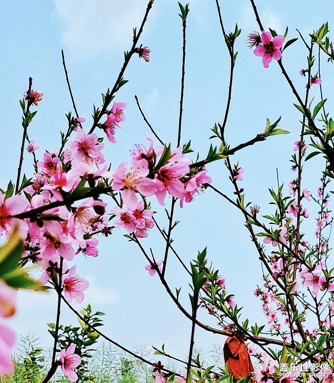 《每周星鲜事》第24期：春暖花开