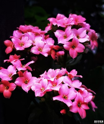 【最美瞬间】+一花一木总关情