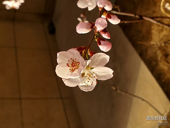 春天随拍