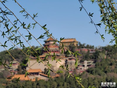 春风抚暖绿丝涛