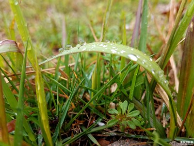 【最美瞬间】+雨后的小草