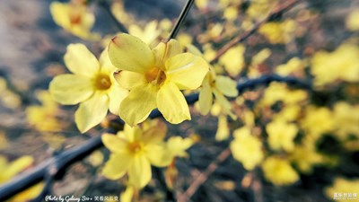GalaxyS10+  迎春花开（一）
