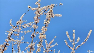 GalaxyS10+  春