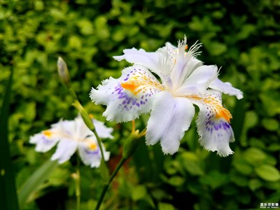 【光影色彩】+花与叶
