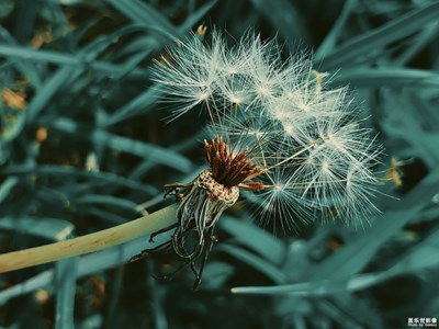 【人间四月花】