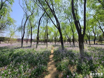 【希望】+四月盛开二月兰