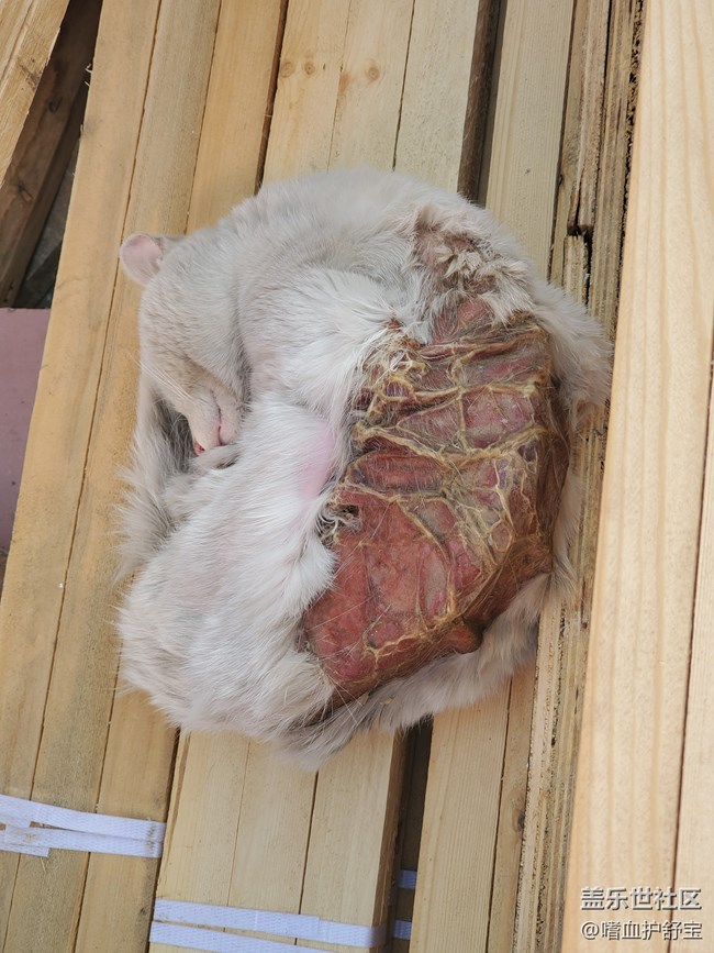记录一只受伤的流浪猫