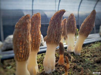 羊肚菌