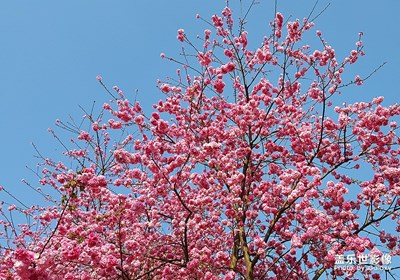 樱花盛开