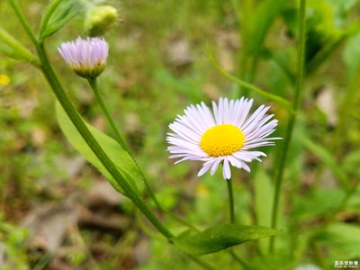 【希望】+花儿依然绽放