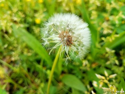【春日丽影】+毛毛球
