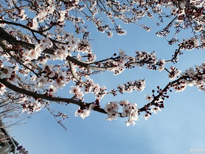 【春日丽影】+李花烂漫