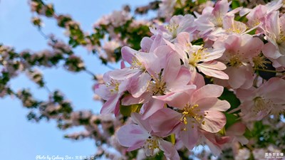 【春日丽影】+海棠不惜胭脂色