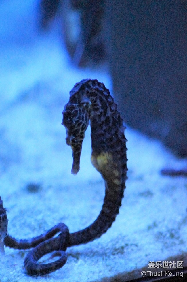 海洋馆随拍