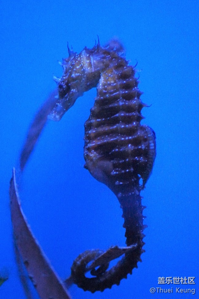 海洋馆随拍